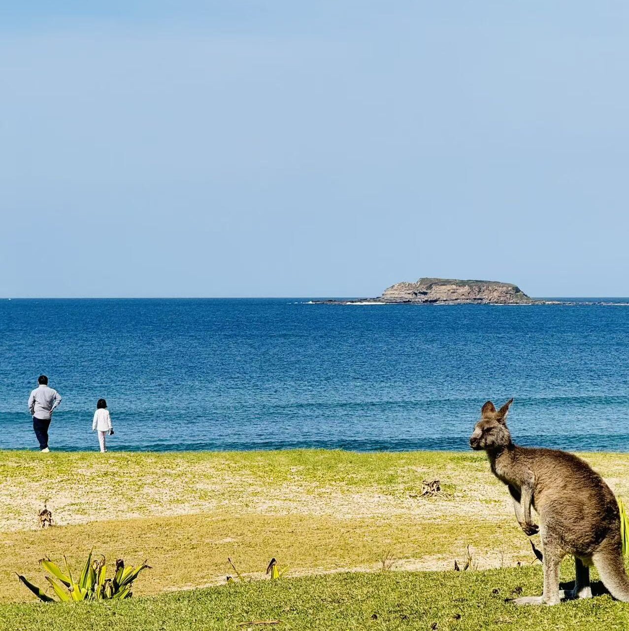 Kangaroo near the beach on a classic coastal road trip route in Australia