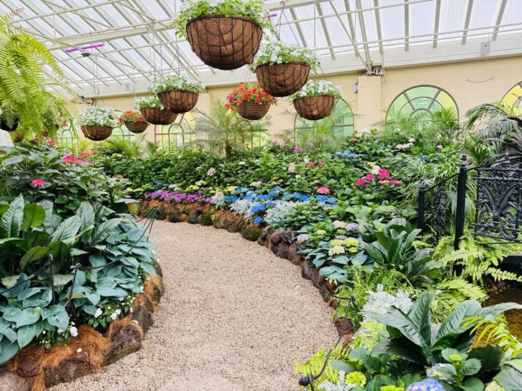Hanging flower baskets and colorful hydrangeas inside Fitzroy Gardens Conservatory Melbourne
