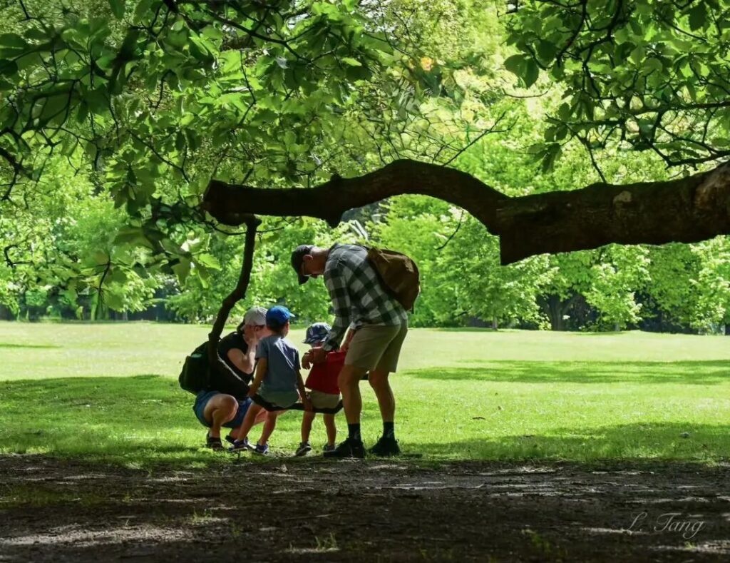 Family enjoying shade under a large elm tree at Fitzroy Gardens Melbourne Victoria