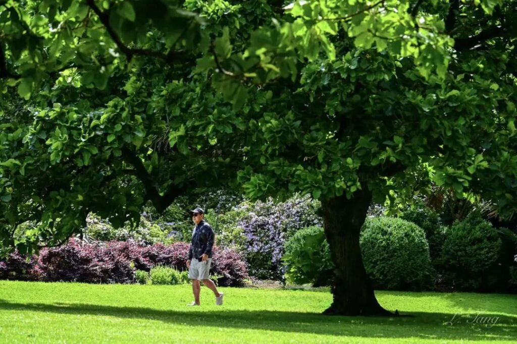 Summer walk under green tree canopy at Fitzroy Gardens East Melbourne