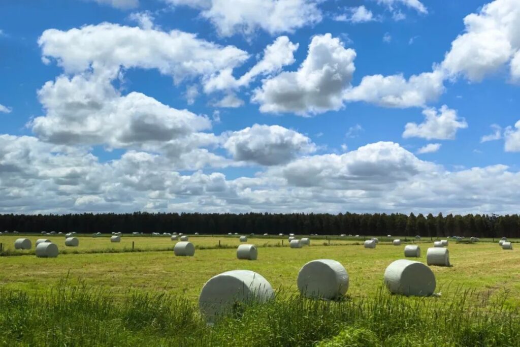 Hay bales in rolling farmland under blue sky along Victorian regional highway Australia