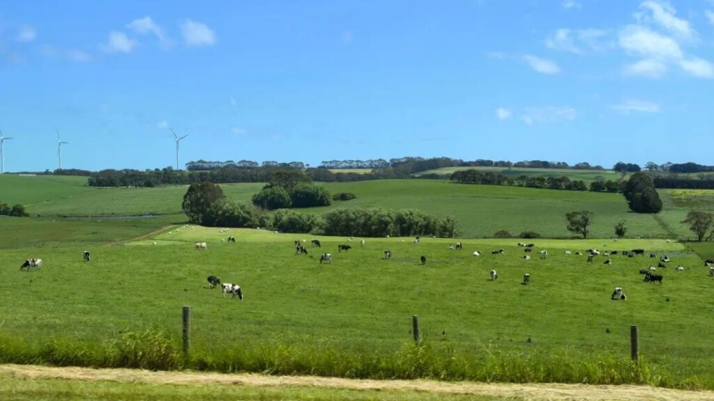 Cattle grazing with wind turbines on Victorian farmland near Great Ocean Road