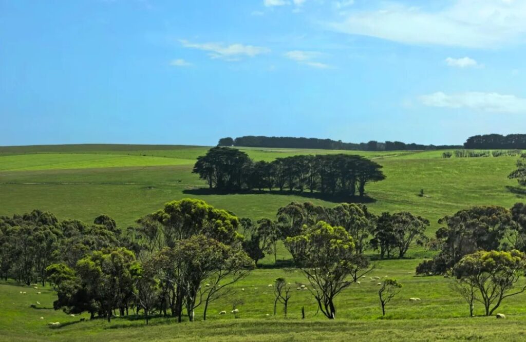 Green rolling hills and pastures in regional Victoria between Melbourne and Great Ocean Road