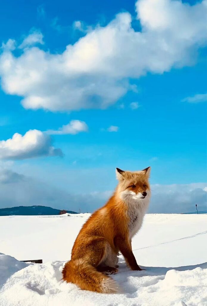 日本北海道美瑛雪地中的红狐，蓝天白云背景，UDoSnowClub日本冬季野生动物观赏