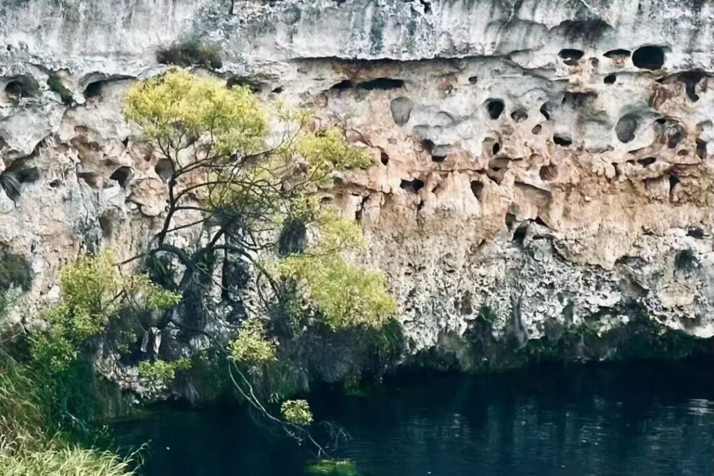 天坑岩壁上顽强生长的树木，地下花园边缘自然生命力的展现