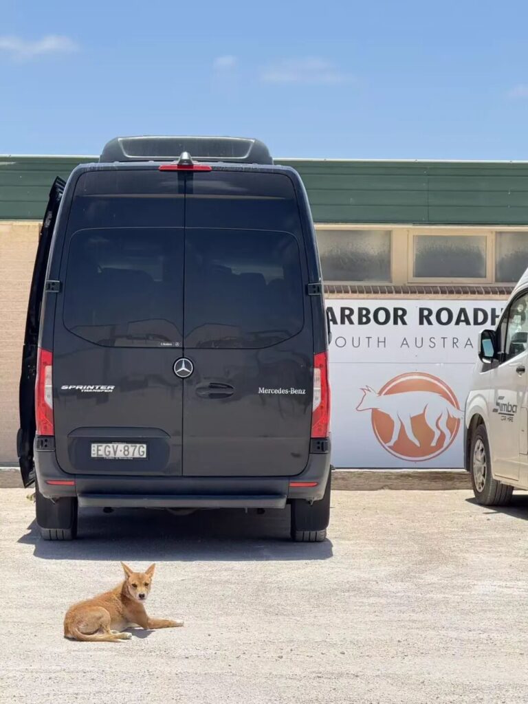 Nullarbor Roadhouse前的澳洲野狗