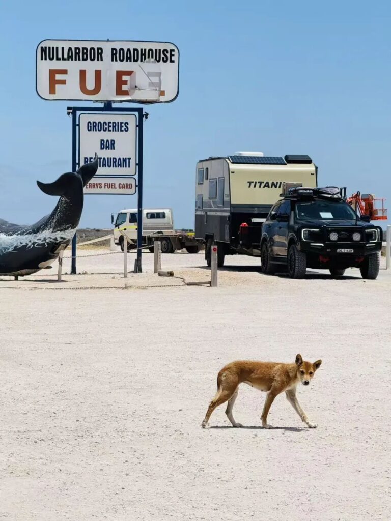 Nullarbor Roadhouse鲸鱼雕塑与招牌